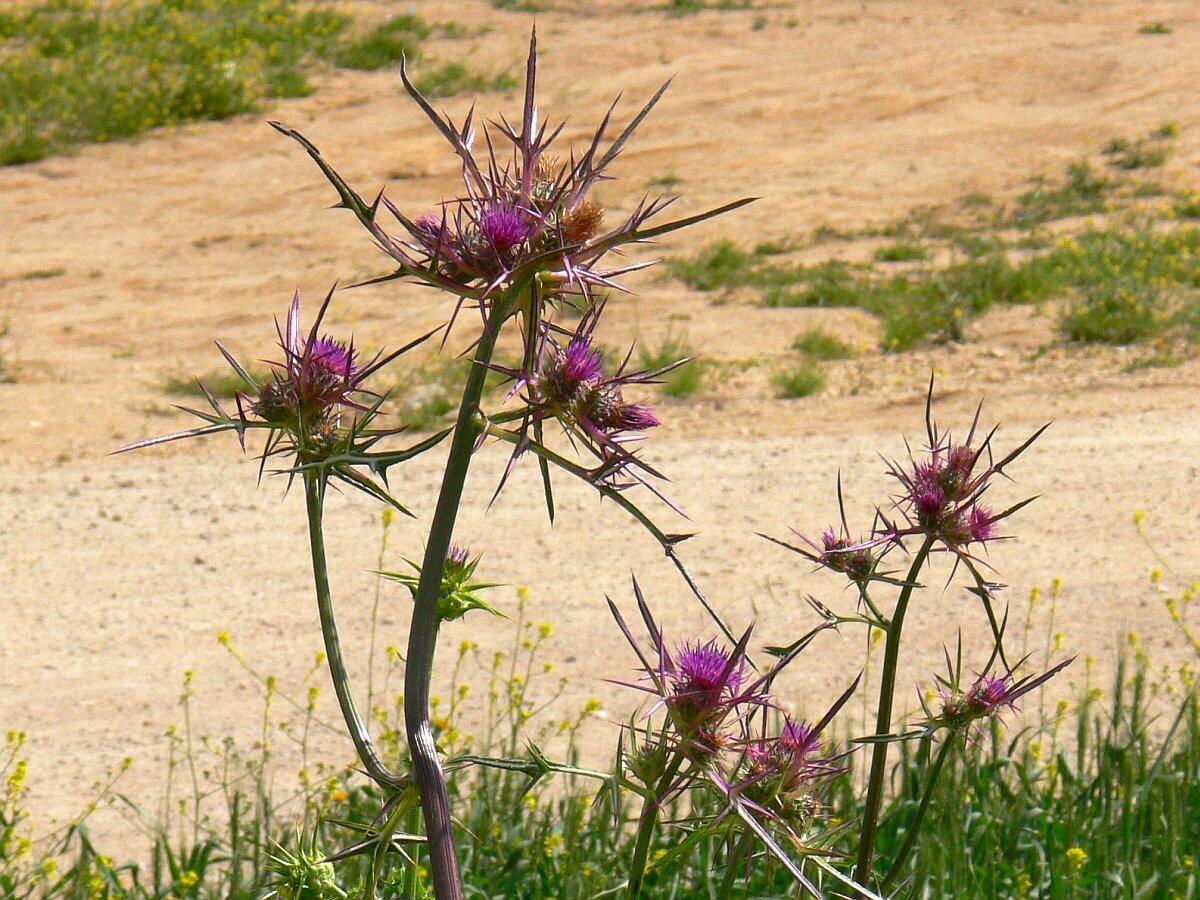 Семя погибнет... (Хокку)...