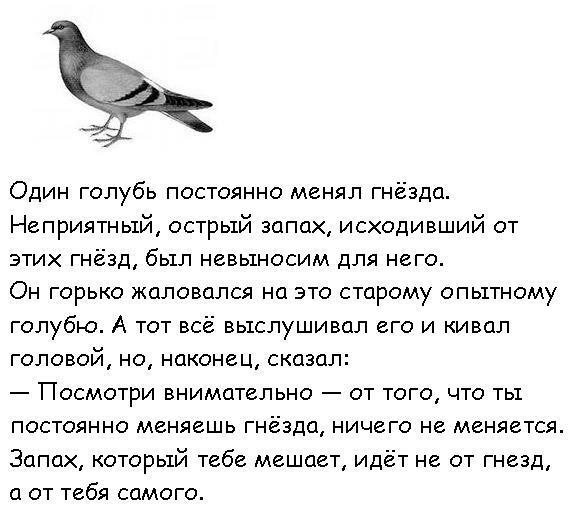 Восточная притча о неопрятном голубе
