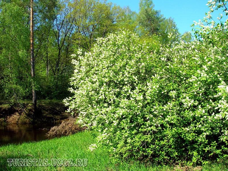 Весна, весна