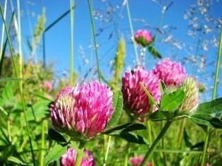 Солнечно. Ветер весёлый...