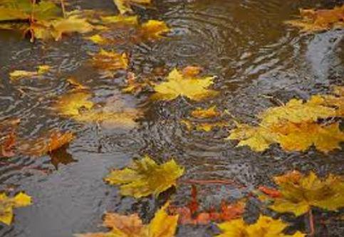 Осень с печалью всех сводит с ума...