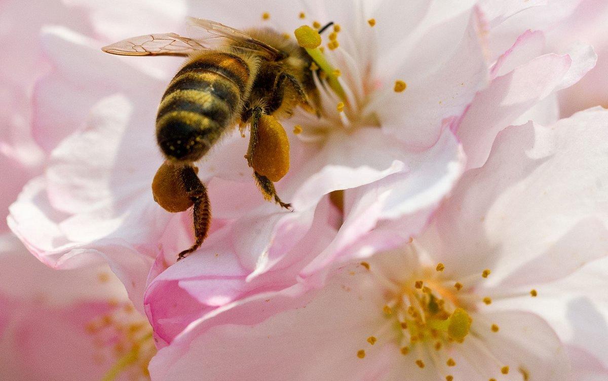 Пчела На Цветке Яблони