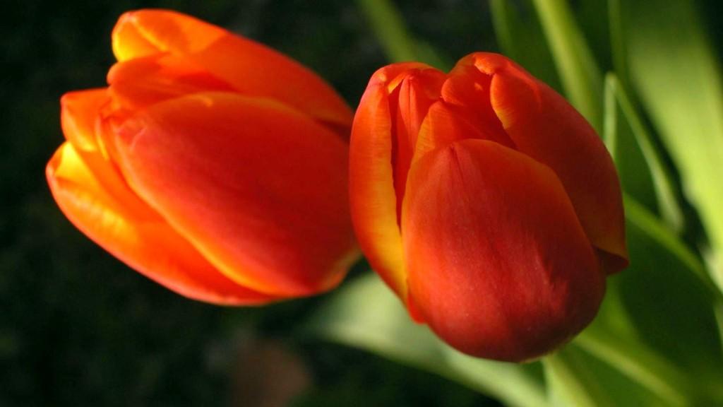 природа цветы оранжевые тюльпаны скачать