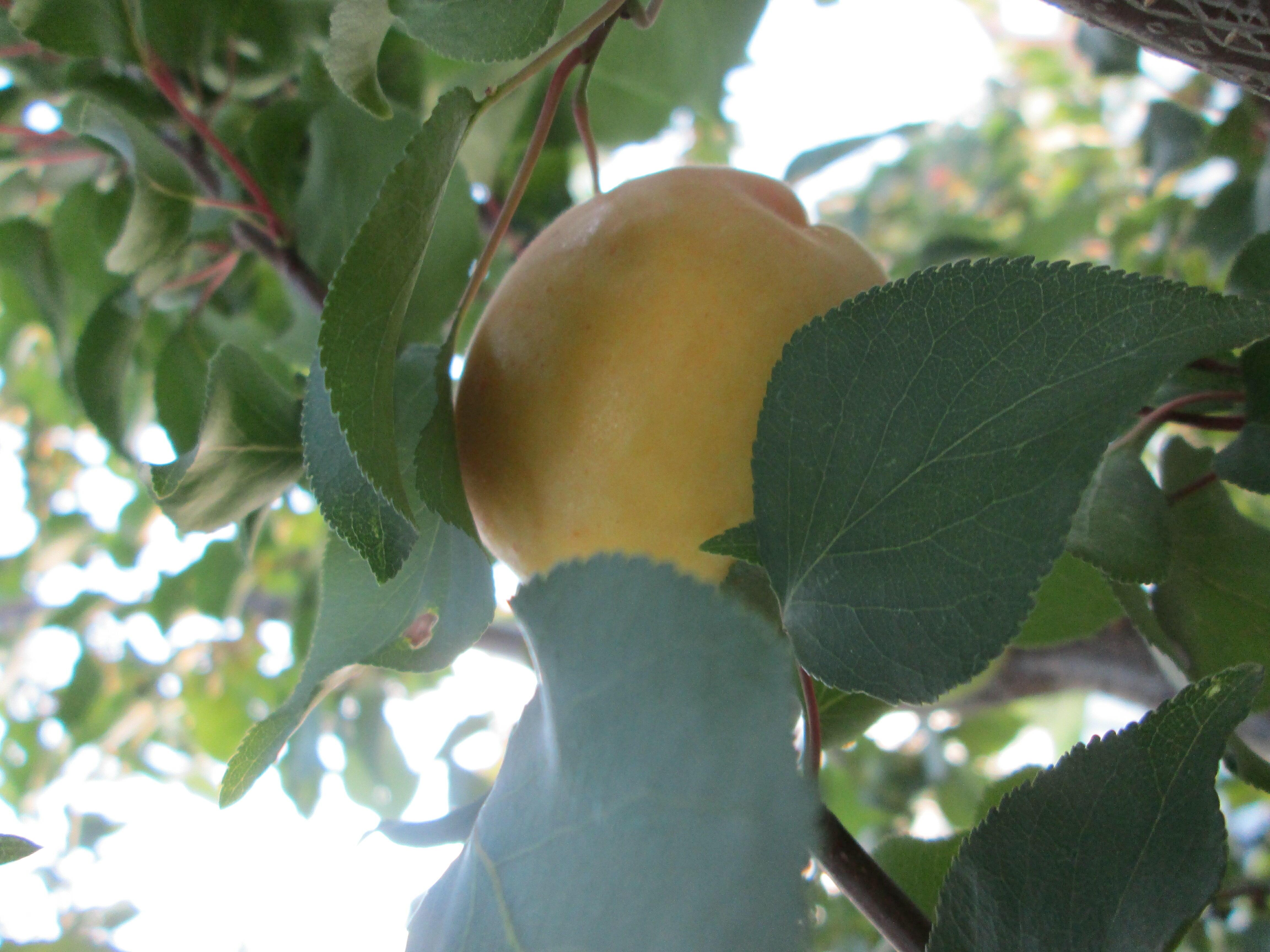 ОСЫ И АБРИКОС