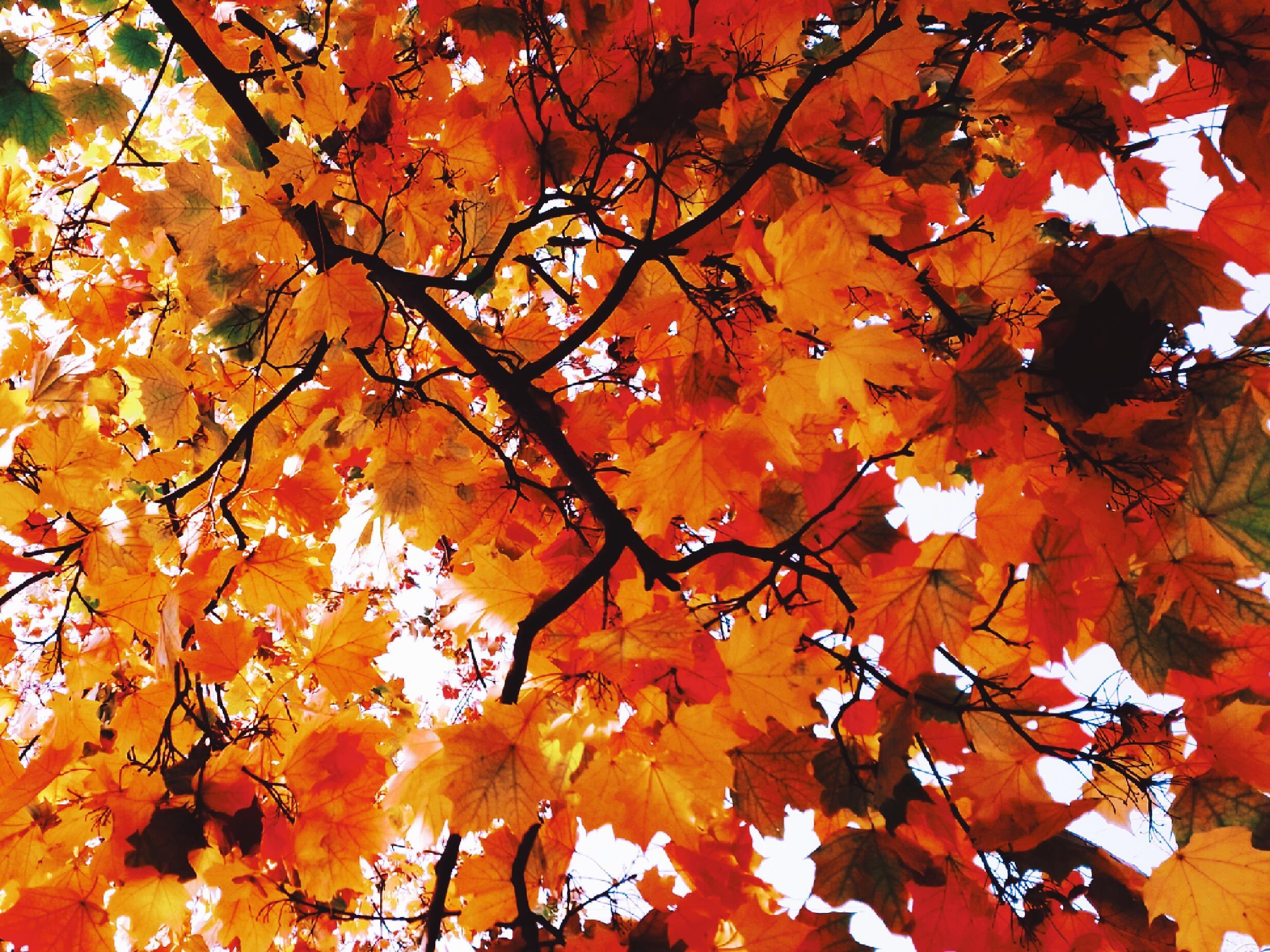 Чистый лист