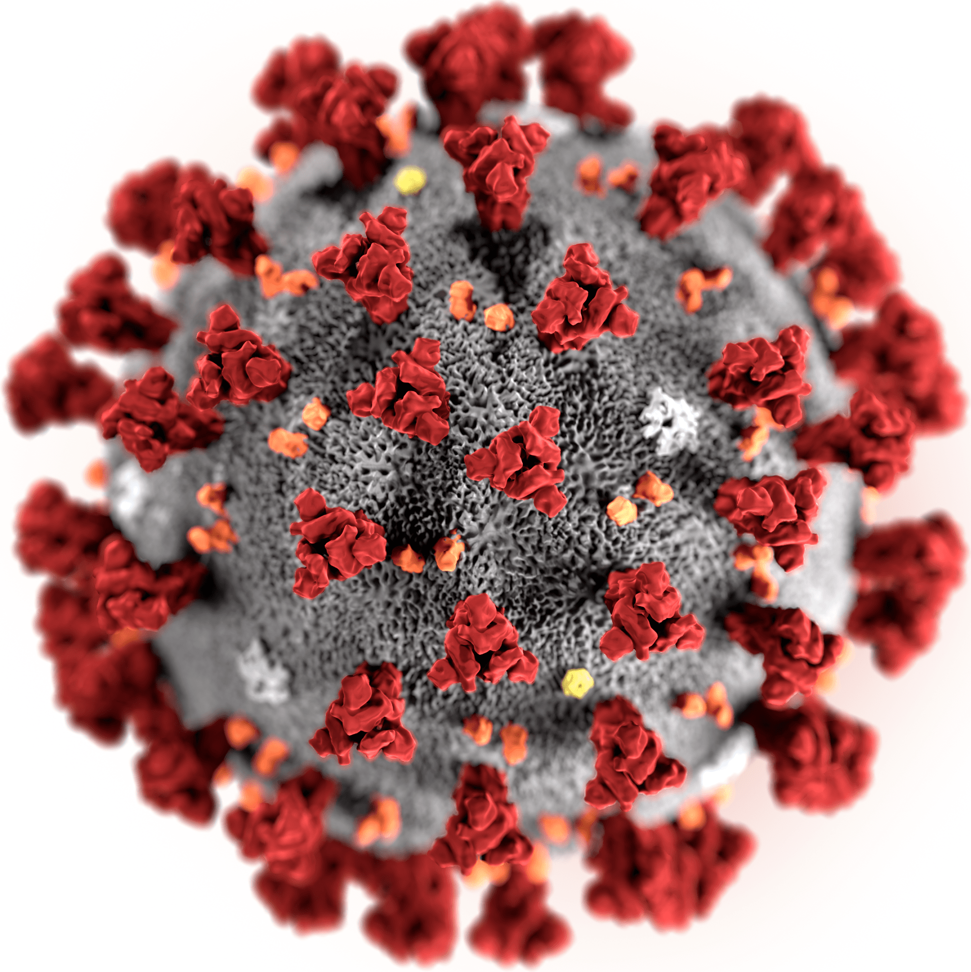 О вирусе SARS-CoV-2