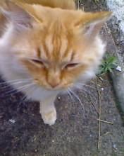 Хозяин в доме