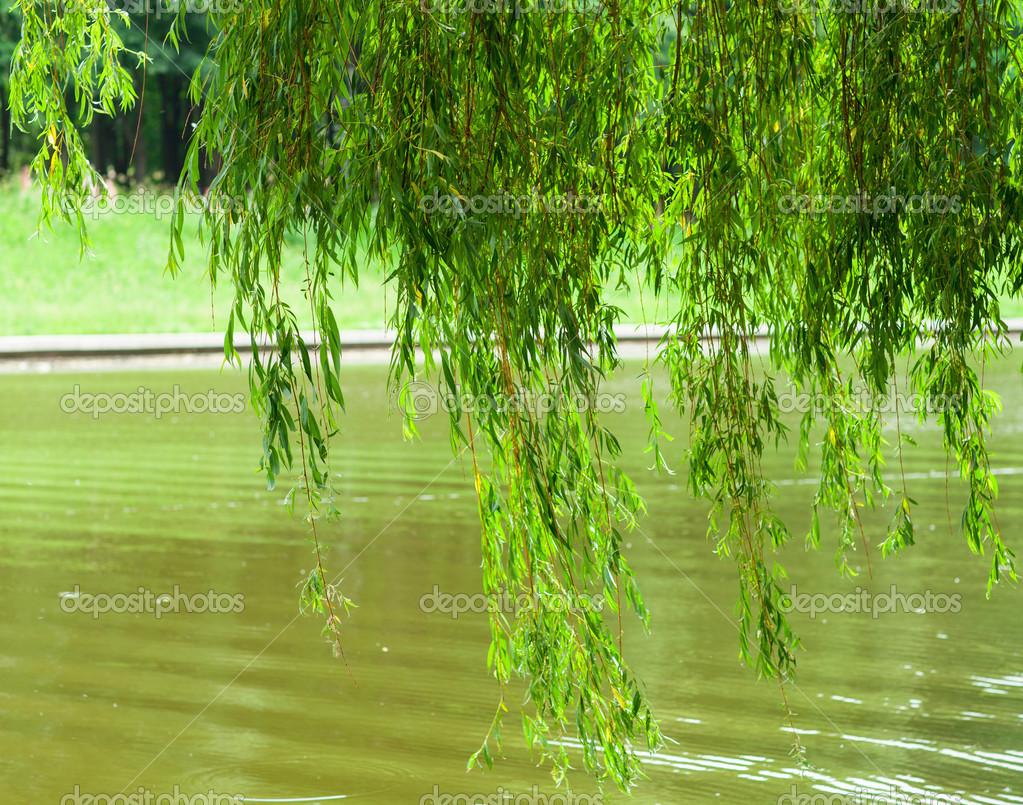 Наша ива над рекою