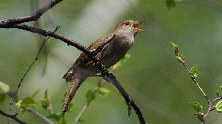 ЗАЛИВИСТО РАСПЕЛСЯ СОЛОВЕЙ