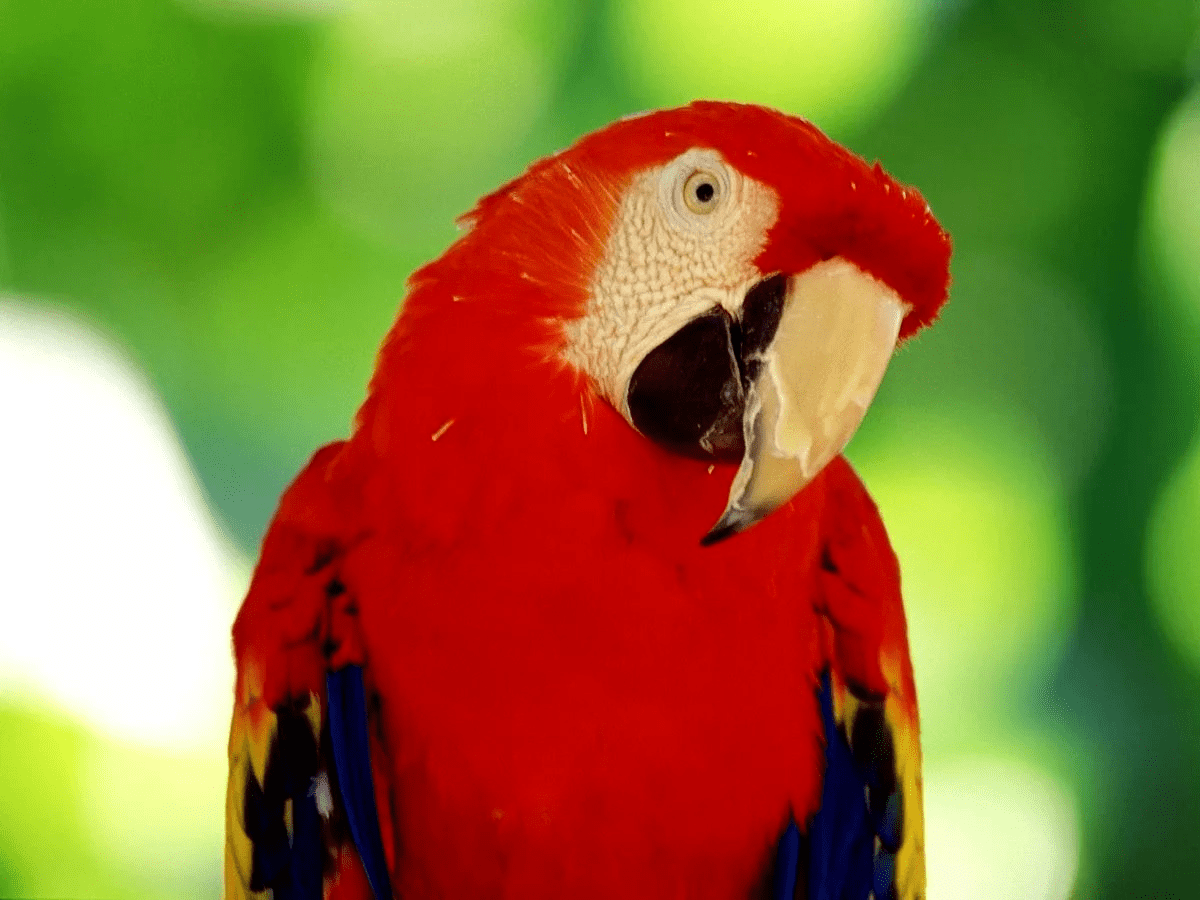 Попугай Родриго