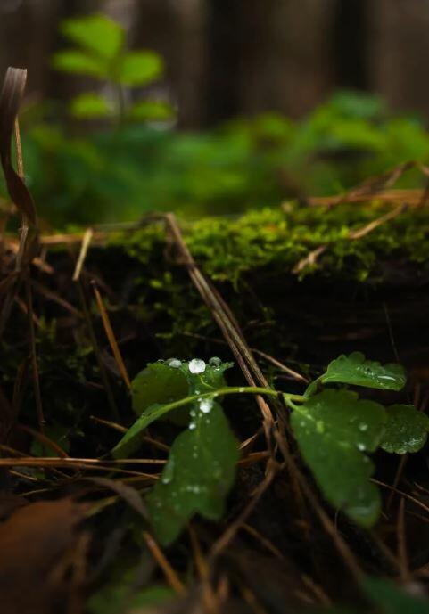  НЕ ЗАСТАВИТЬ ЗАБЫТЬ..