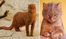 АЛФАВИТ ДЕТСКИЙ. БУКВА. «Я». ЯГУАРУНДИ.