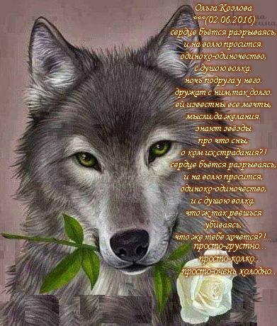 одиночество с душою волка