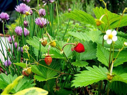 МАКУШКА ЛЕТА