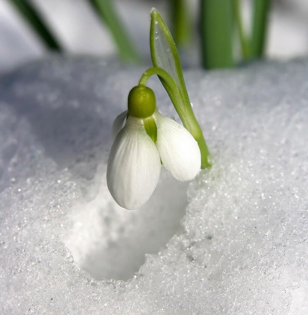 Подснежник