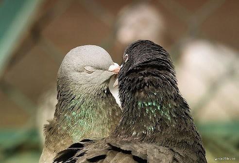 Бывает ли любовь на свете?