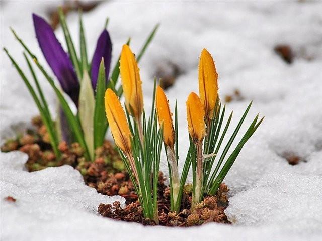 ВЕСНА НЕ ЗА ГОРАМИ