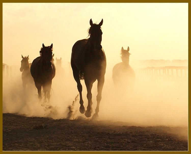 Мир лошадка. Лошади на закате. Лошадь в пыли. Табун лошадей на закате. Мир лошадей.