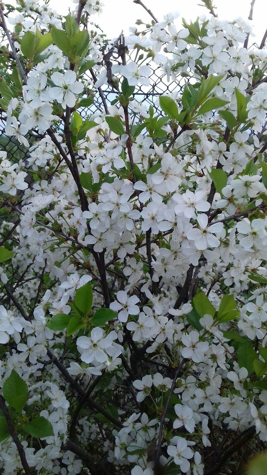 Нарисуй мне счастье