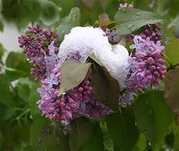 Снежная сирень