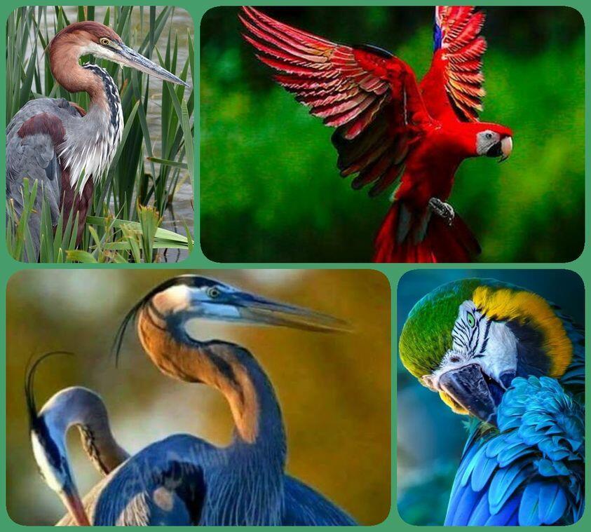 Пела цапля попугаю... Галинка Багрецова