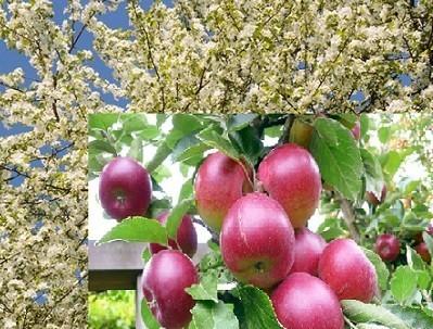 Весною яблонь покоряет цвет