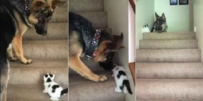 Полкан-наставник Василия Борисовича