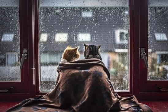 Полоски по окну.