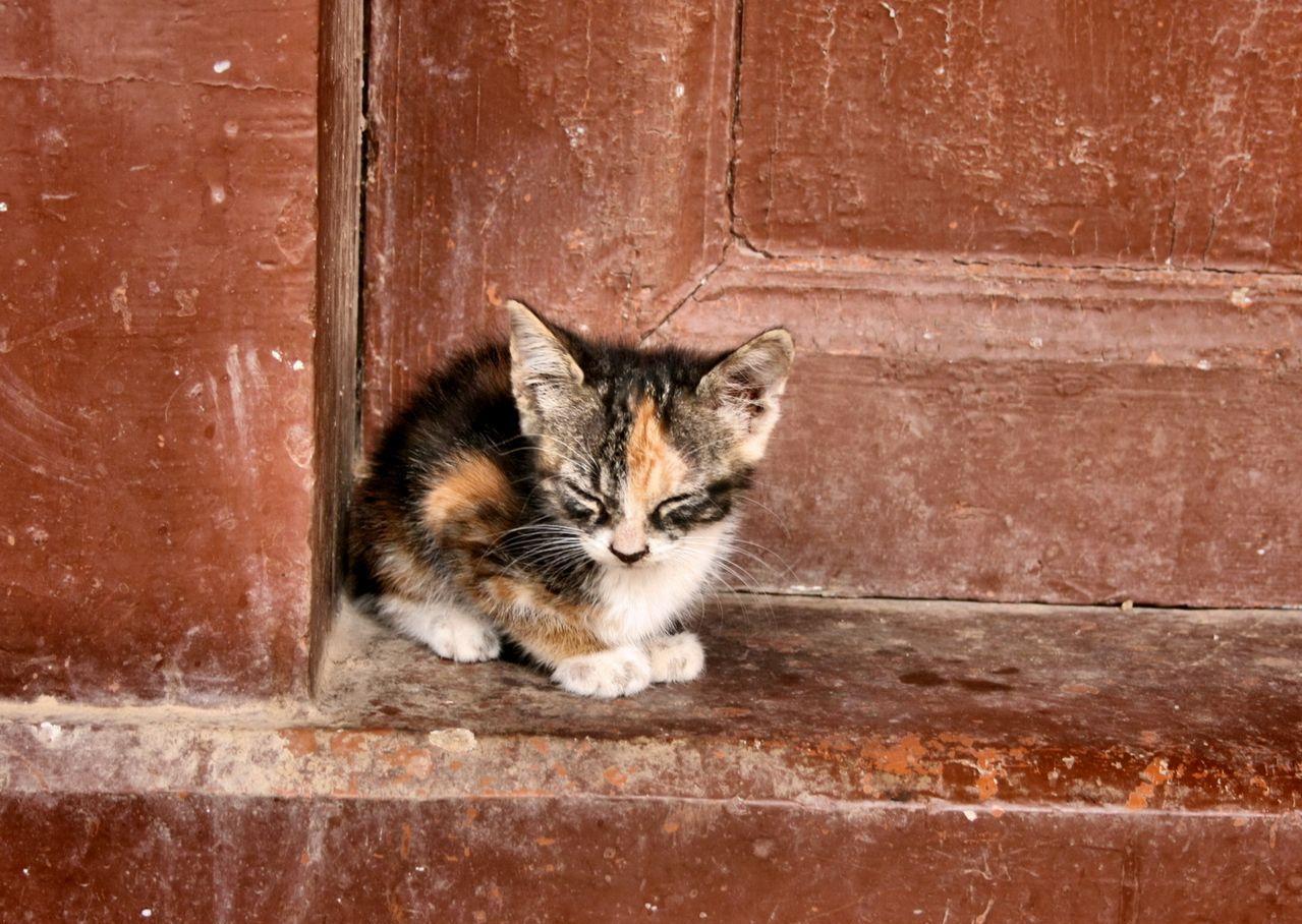 Просто взять и угостить