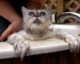 Как мы мыли кошку