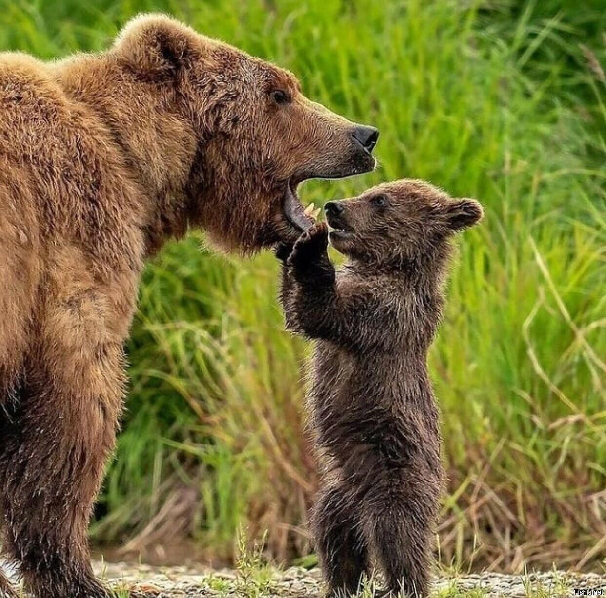 ОБЕЩАЛ МАЛИНЫ КУСТ