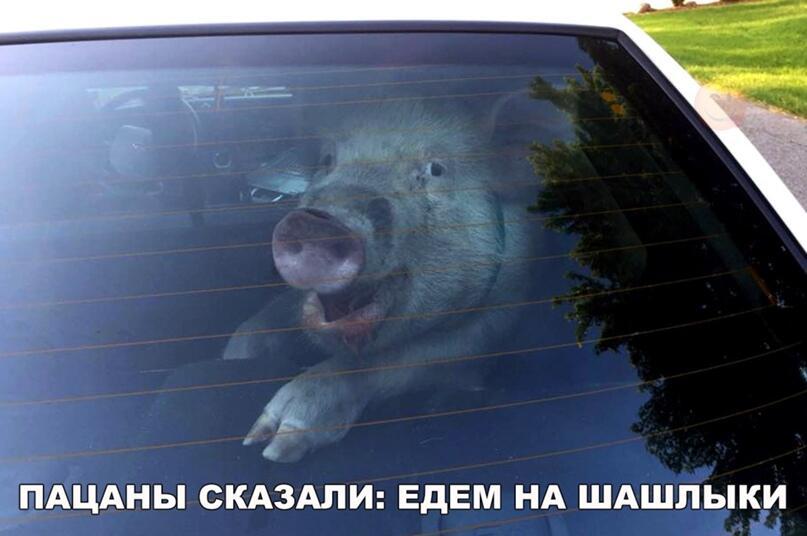 НА   ШАШЛЫКИ