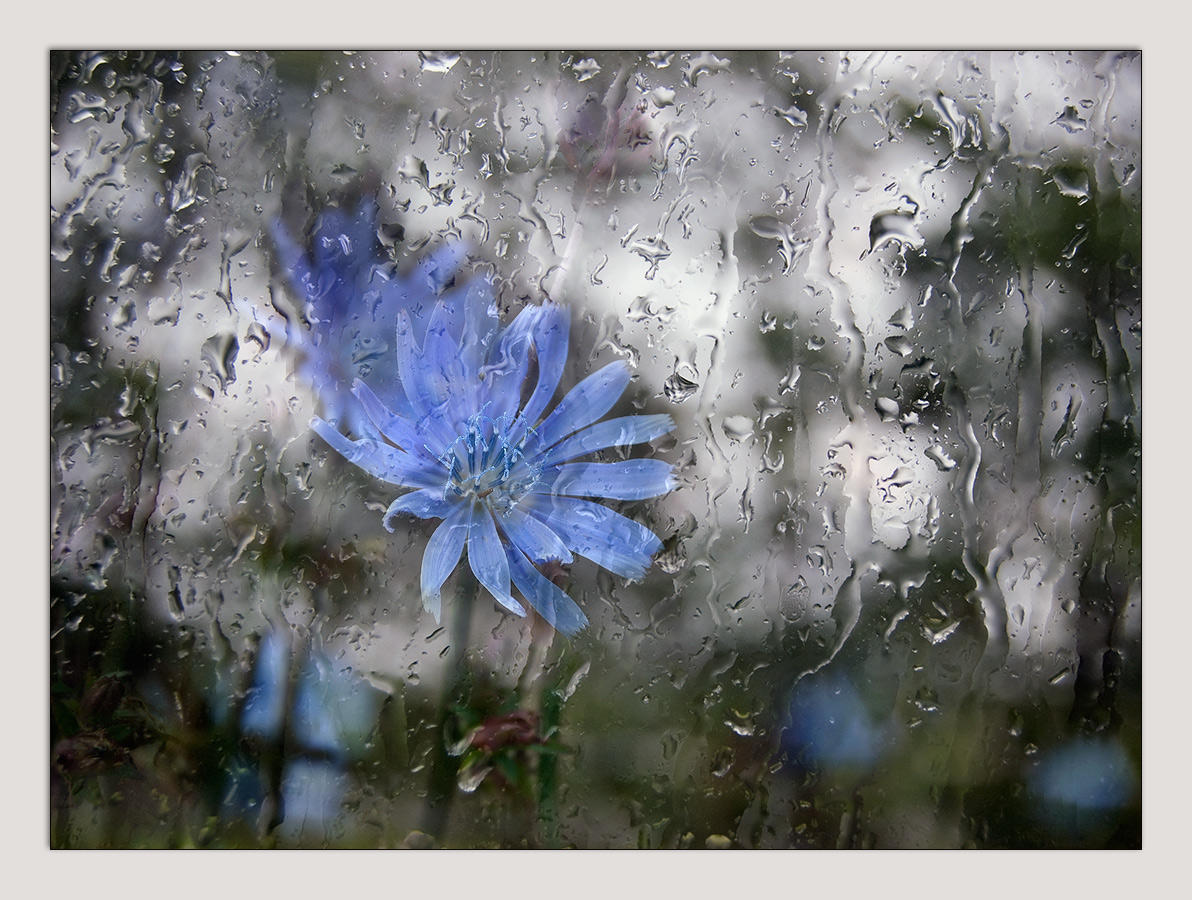 Цветы на мокром стекле