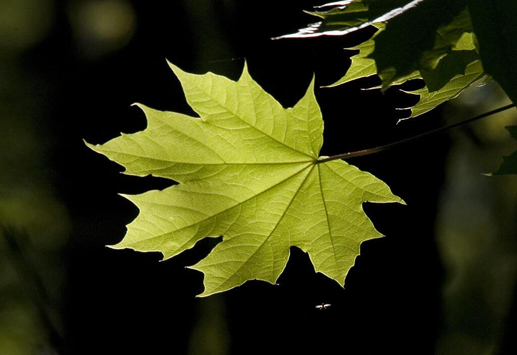 ВЕТЕР НИКОГО НЕ ПОЩАДИТ