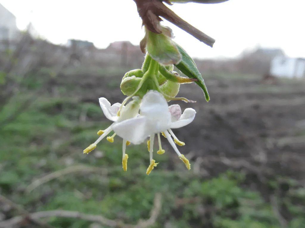НАПОМИНАНИЕ О ВЕСНЕ