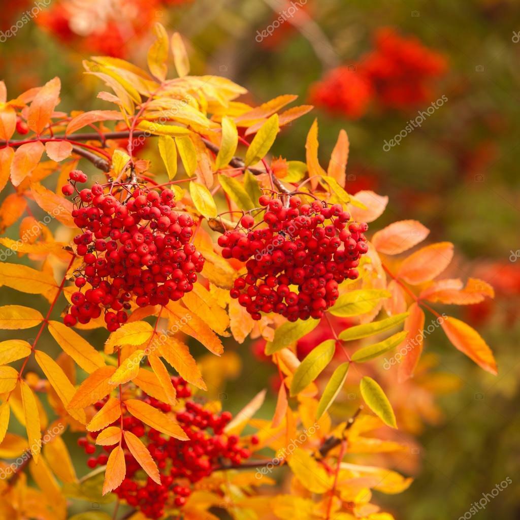 Осенний блюз