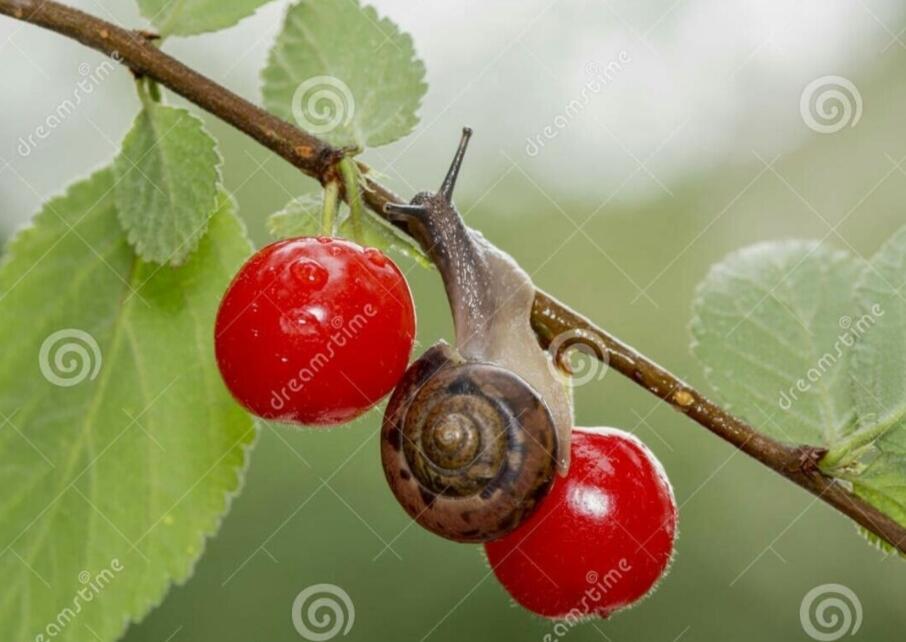 Не судьба ...