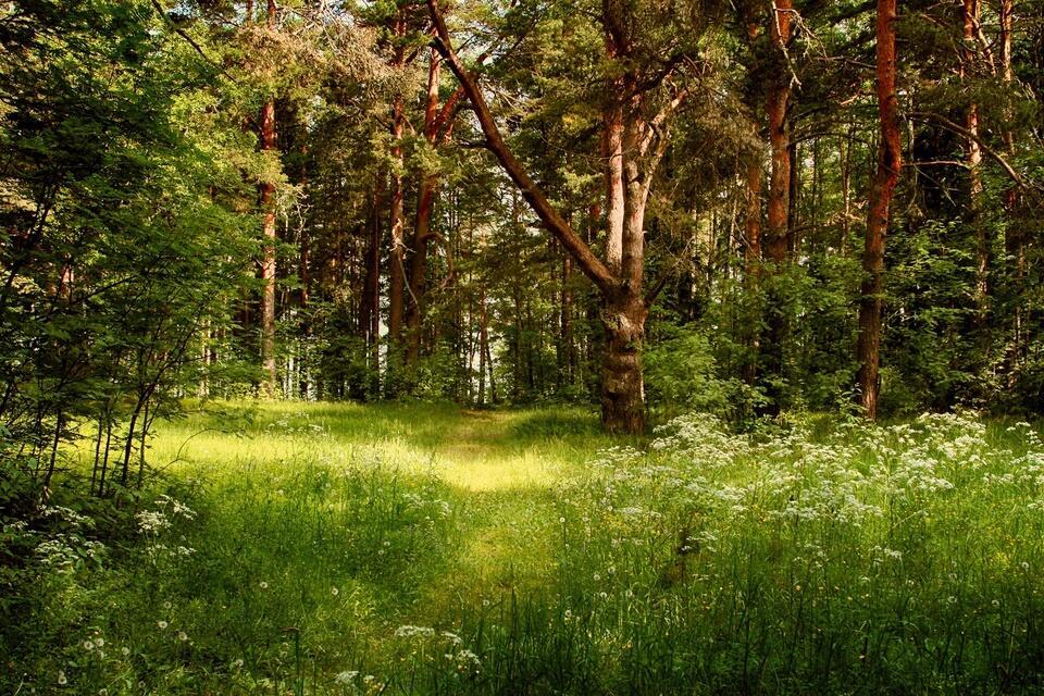 ОТДЫХ НА ПРИРОДЕ (СОНЕТ)