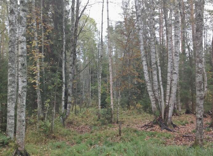 Сонет Об Осени