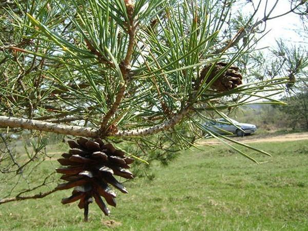 СОСНОВОЙ ВЕТОЧКЕ