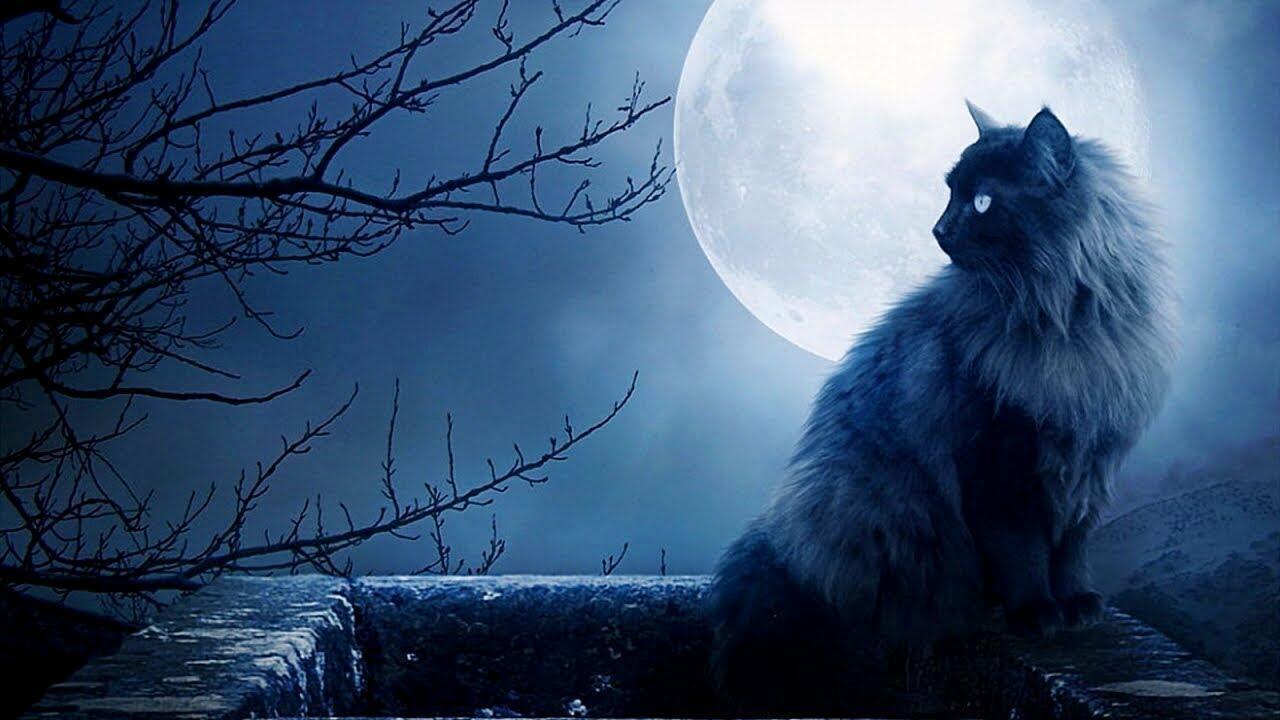 Ответ поэту - Медведь Белый - ПОТОМ