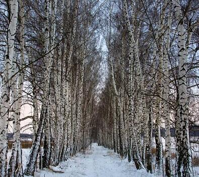 В посветлевшем парке...