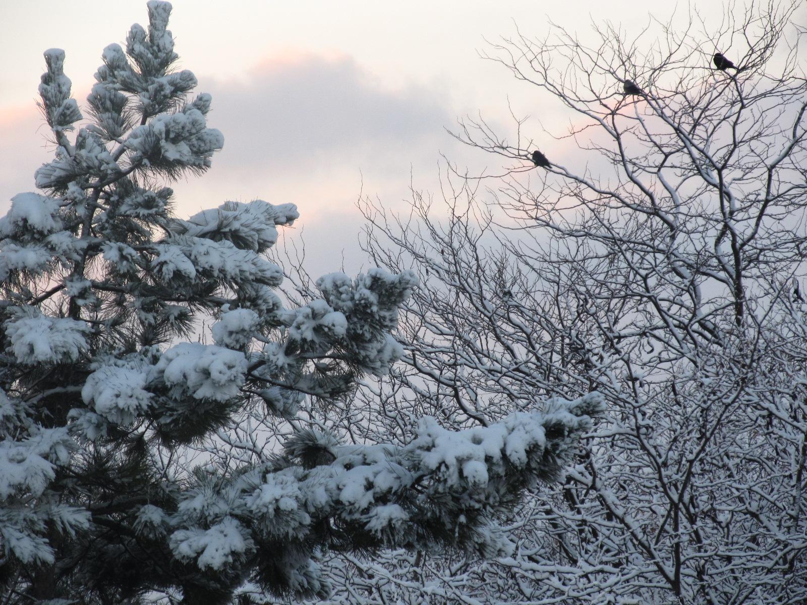 ЧЁРНЫЕ ПТИЦЫ