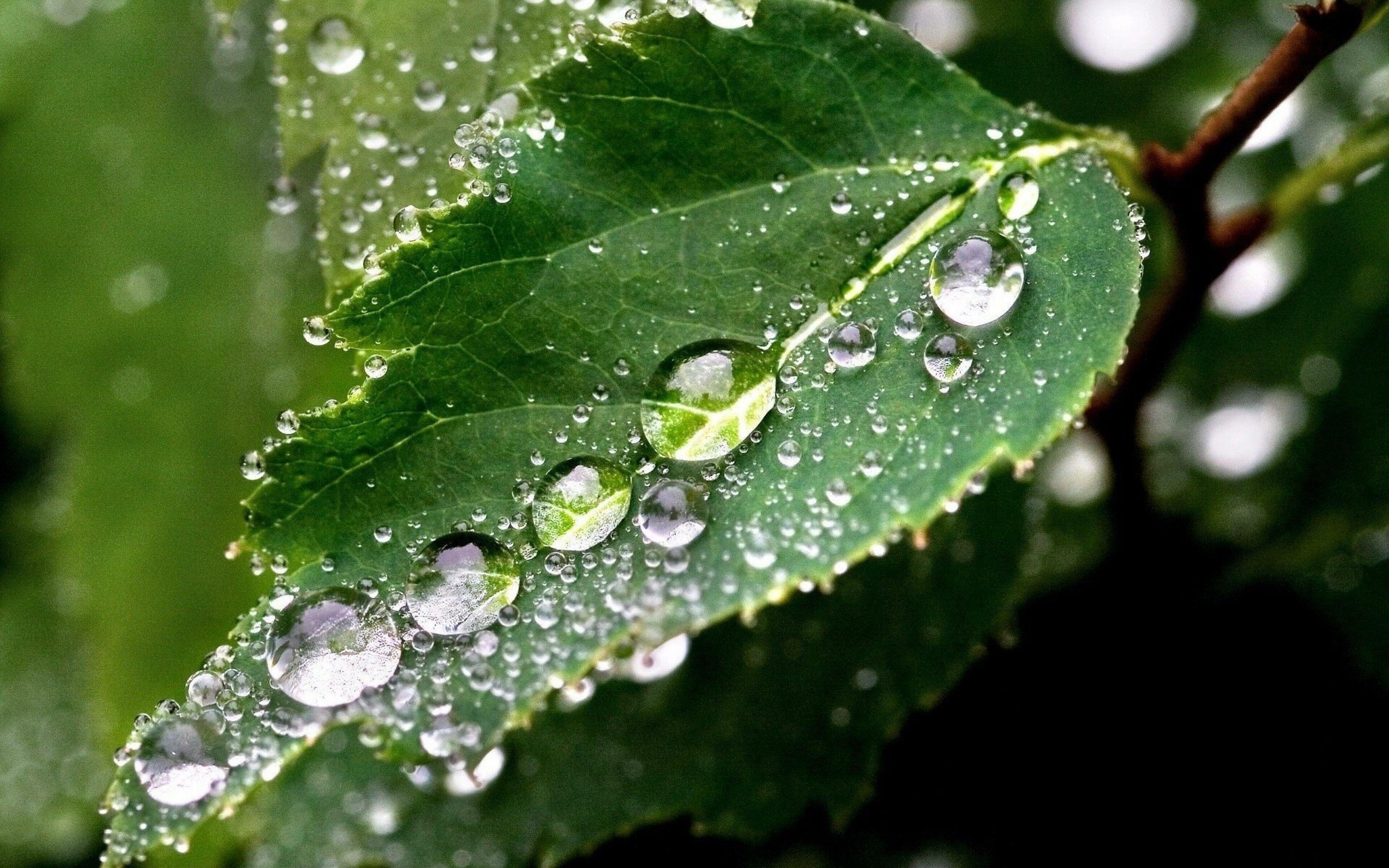 Роса заказ воды. Капли воды на листьях. Капли дождя. Роса на листьях. Как пли воды натлистьях.