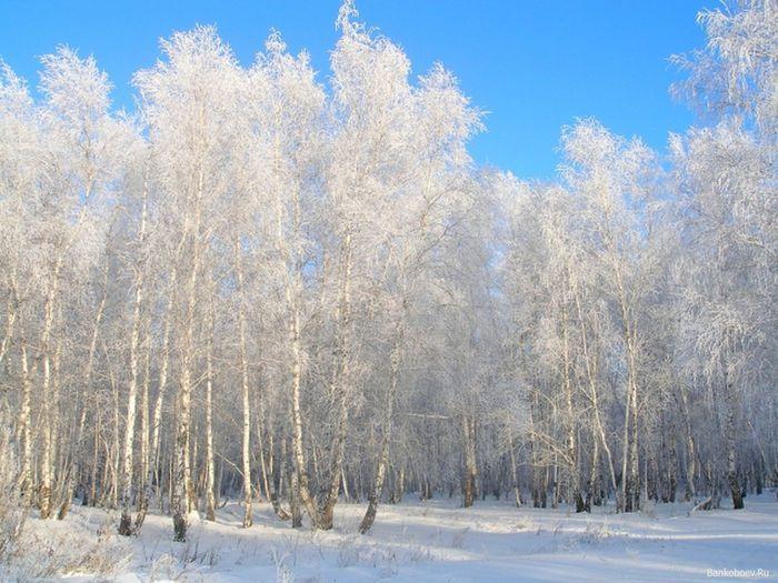 Замер лес