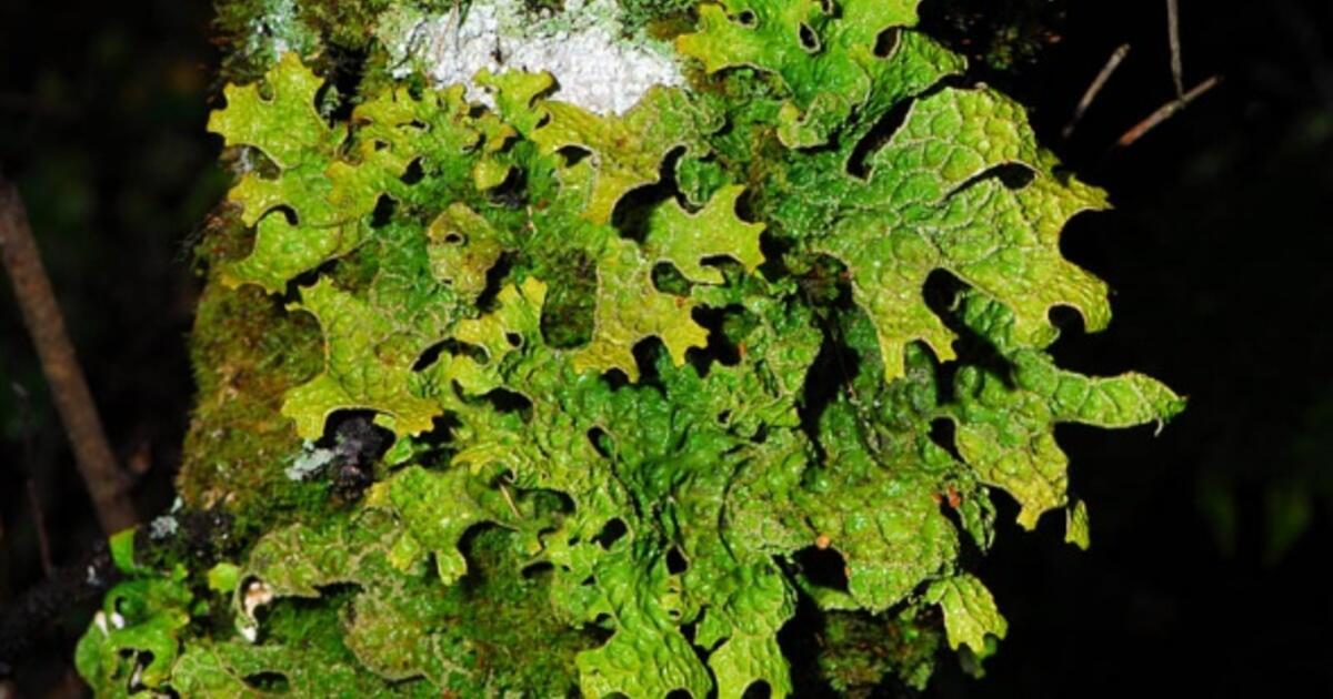 Лишайник на дереве... (Хокку)...