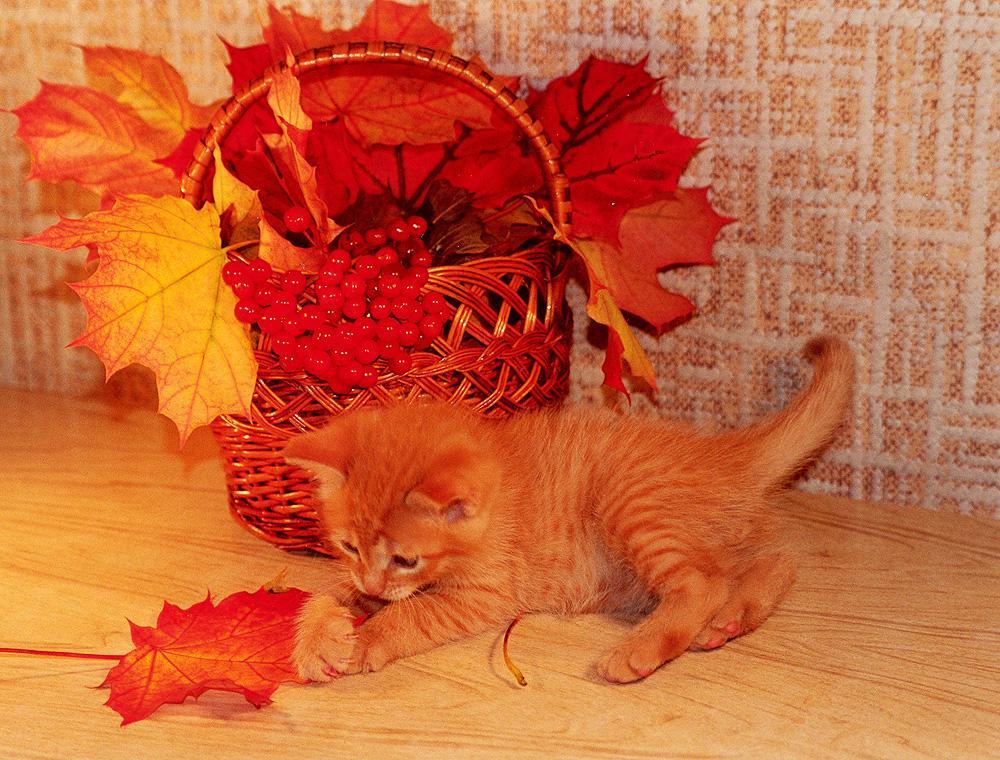 картинки осень рыжая кошка