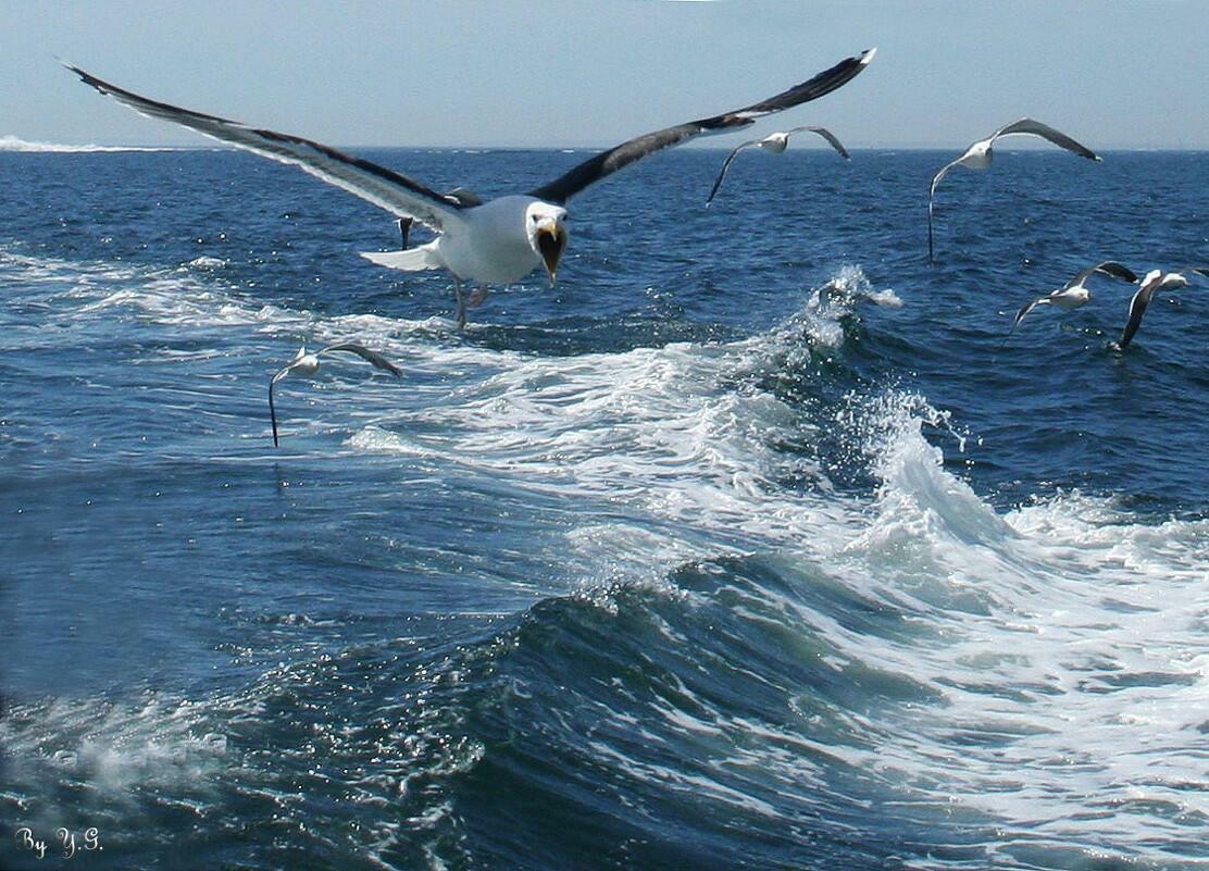 МОРЕ ДАРЫ ПРИНИМАЛО
