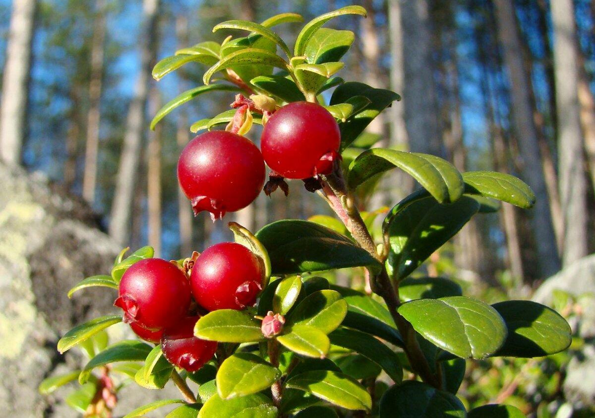 5 сентября - Лупп Солунский - брусничник