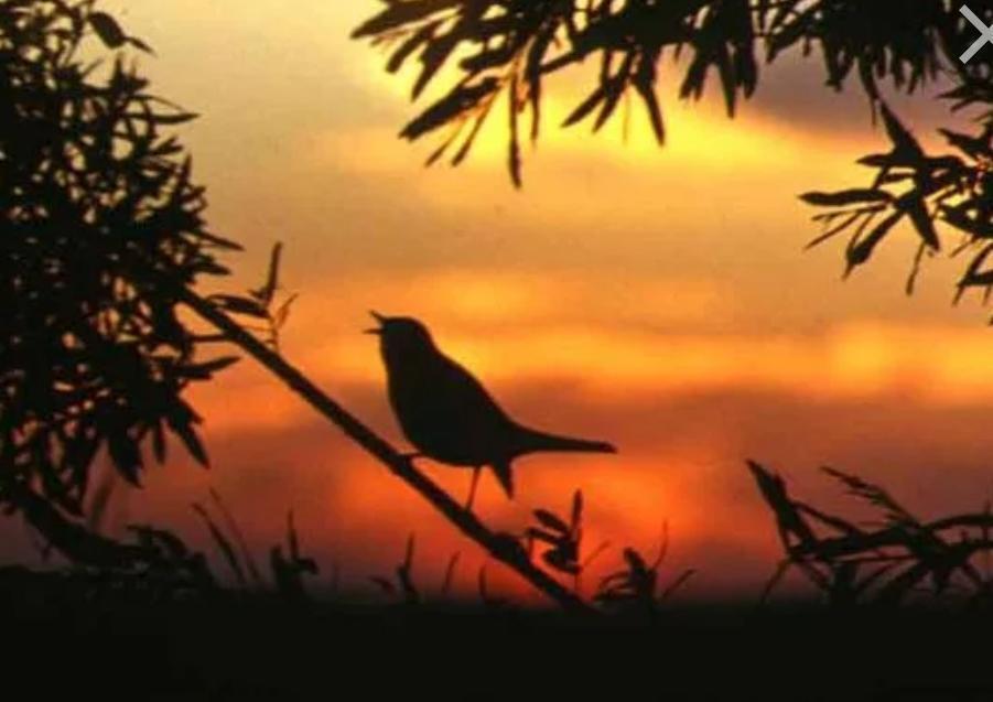 ❤️  НЕБЕСА  УСЛЫШАТ  ТРЕЛИ